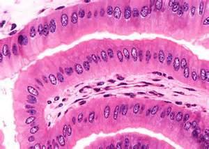 Simple columnar epithelium provides more protection