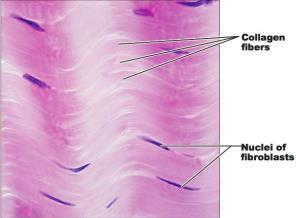 Dense regular connective tissue contain high amounts of collagen fibers Function: Providing a tissue connection that resists