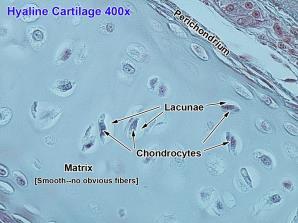 Cartilage Cartilage is a firm but flexible group of tissues that provide structure and connections with the skeleton.