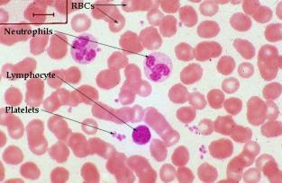 Fluid Connective Tissues Muscle Tissue Blood is a mixture of red blood cells,