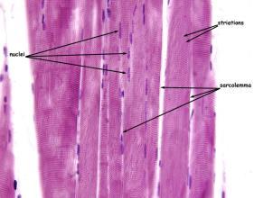 Muscle tissue is made of elongated cells that are able to generate force by