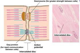 The repeating groups of muscle filaments create a series of bands called