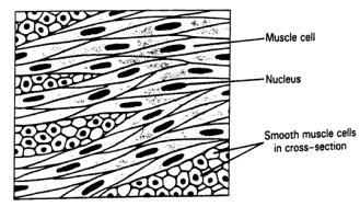 Cardiac muscle tissue is also striated, but has shorter cells that each have a