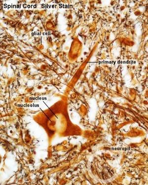 Nervous Tissue Nervous tissue contains a combination of supporting cells called neuroglia and long,