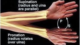 Position of stability supination Effect of relative ulna shortening