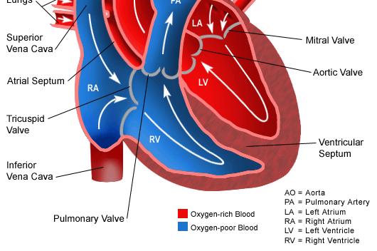 blood flow available for LV to eject LOW