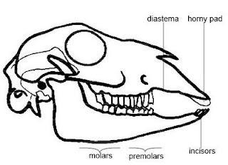 When you compare the skulls of these animals you