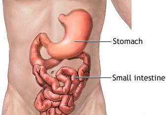 Its job is to pass the food from the mouth to the stomach. 3. Stomach: When the food particles reach the stomach; a.