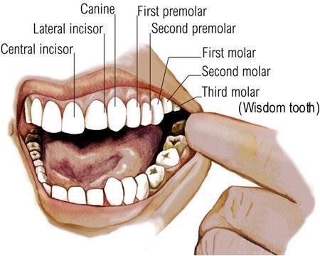 6.9.1, 6.9.2, 6.9.3 Life Science Types of teeth During our lives we have