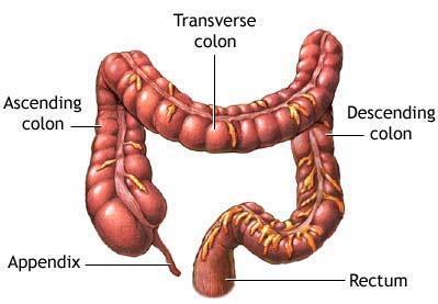 5. Large Intestine: All the nutrients from the food have been used by the body by the time it reaches the large intestine. In the large intestine the last of any water is absorbed into the blood.