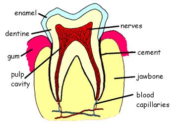 Tooth structure: The healthy tooth is made of three intact layers: Enamel: is the hard white outer layer of the tooth.