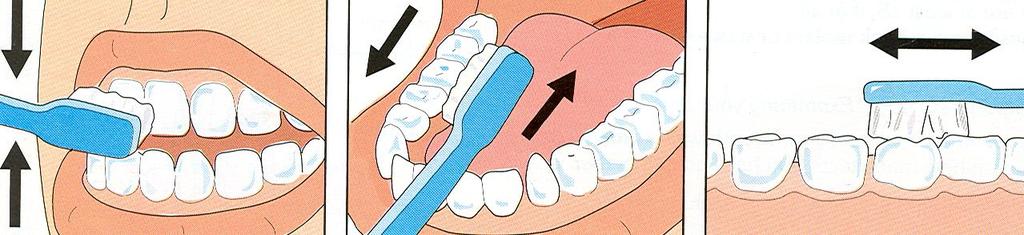 Brush your teeth in the correct way