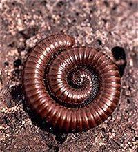 Class Diplopoda Millipedes have 2 pairs of legs per somite, probably from fusion of 2 segments. Their cylindrical bodies have from 25 to 100 somites.