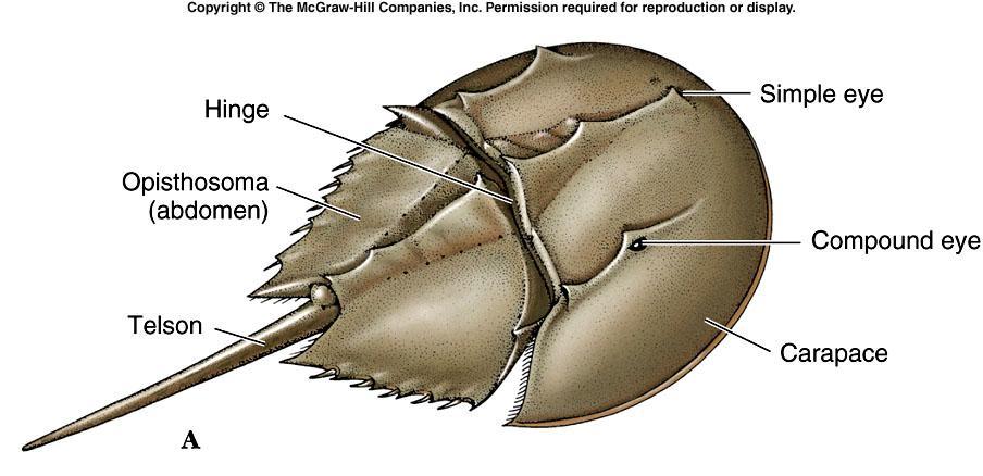 Horseshoe Crabs continued The carapace has two compound and two simple eyes. They walk with their walking legs and swim with abdominal plates. They feed at night on worms and small molluscs.