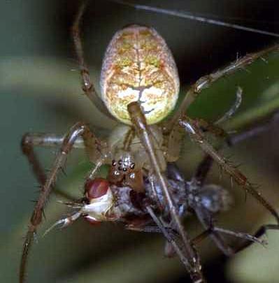 Structures continued Sucking mouthparts ingest the fluids and soft tissues from bodies of their prey. Spiders have spinning glands. A few spiders have a segmented abdomen (primitive).