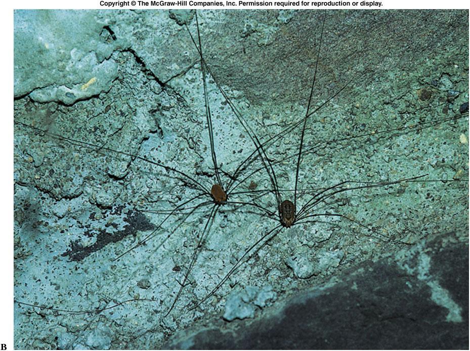 Order Opiliones: Harvestmen Harvestmen or daddy longlegs are common, particularly in tropical regions. Unlike spiders, their abdomen and cephalothorax join broadly without a narrow pedicel.