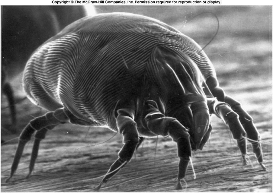 Order Acari: Ticks and Mites Acari are medically and economically the most important arachnids. About 30,000 species have been described, many more are estimated to exist.