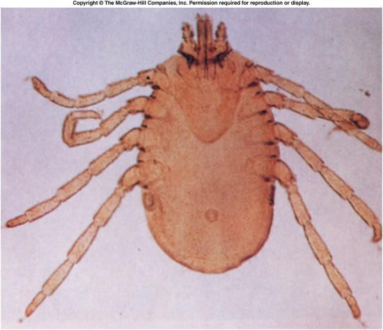 Adult mites and ticks possess four pairs of legs Reproduction Acarines may transfer sperm directly or by spermatophores.