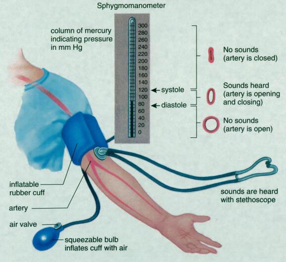Blood Pressure When blood pressure increases, the corrective response via the stimulation of the baroreceptors and sympathetic nervous system includes a decrease in heart rate and stroke volume and