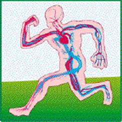 What does the circulatory system do? (What is its function?) 1.