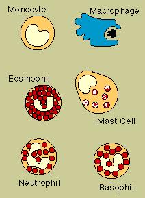 Main White Blood Cell Types 1.