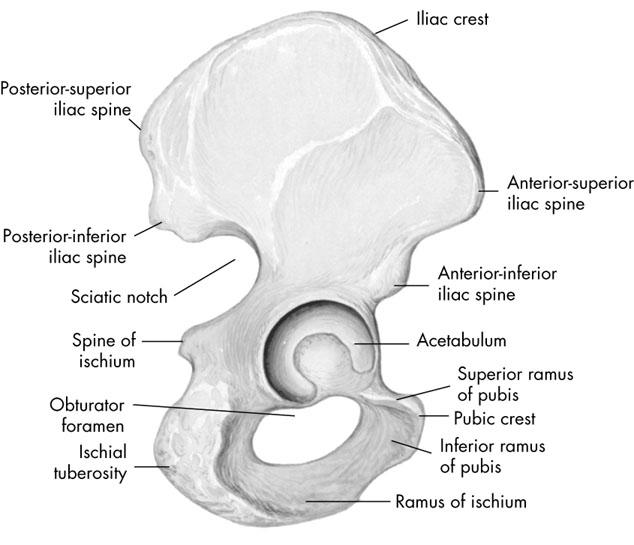 Anatomy Pelvic bone - divided into 3