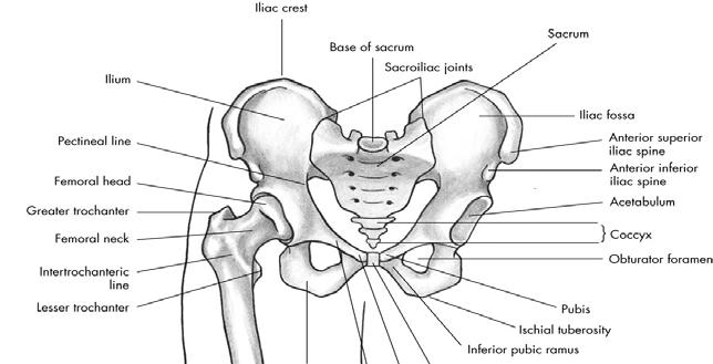 Ischium - posterior & lower two