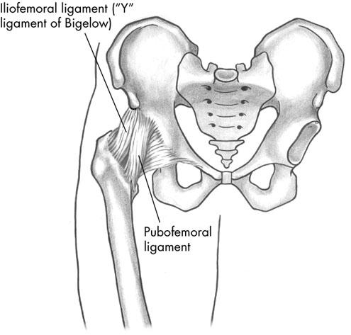 upright Pubofemoral ligament