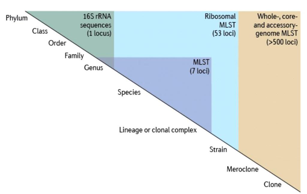Typing of Neisseria meningitidis for changing epidemiology Genotyping MLST: polymorphism of several genes.