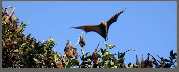 Increased metabolism & higher body temperatures of bats during flight: Powerful