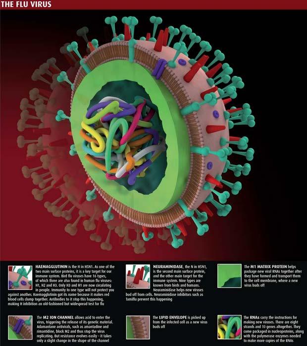 Influenza viruses Haemagglutinin 16 types Neuraminidase 9 types 144 subtypes ; from H1N1 to H9N16 HA