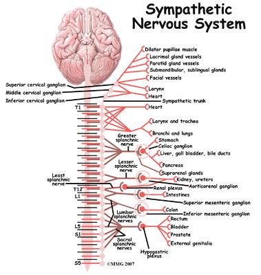 and the brain. The nerves that branch off of the spinal cord go to various body parts to provide sensation and motor function or movement.