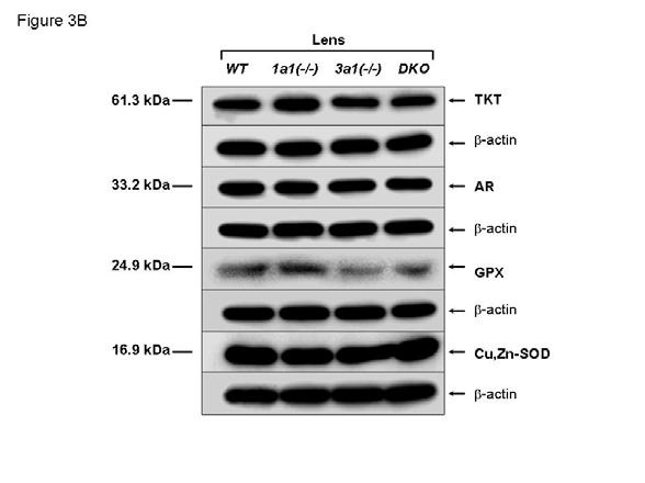 Aldh1a1(-/-) [1a1(-/-)] and Aldh3a1(-/-) [3a1(-/-)] single and double knockout [DKO] mice. Ten μg cellular protein was loaded per lane.