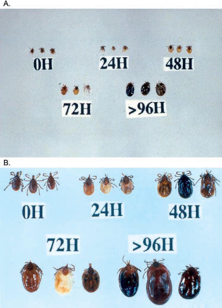 Ixodes scapularis ticks demonstrating changes in blood engorgement after various durations of attachment.