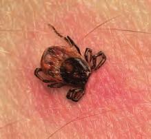 Important information for patients and their doctors! Basic information on Lyme disease, also called Borreliosis or Lyme borreliosis, is a bacterial infection mainly transmitted by ticks.
