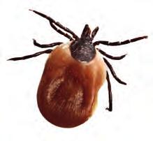 In Europe, currently around 65,000-100,000 Lyme disease cases are officially reported each year. It occurs especially in Germany, Austria, Switzerland and other central European countries.
