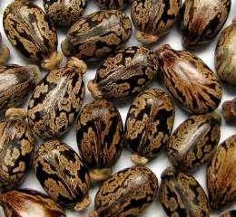 COMPOSITION OF CASTOR OIL Seeds Contain: 40 55 % Oil 12-16 % Protein 5 % Moisture 3 7 %