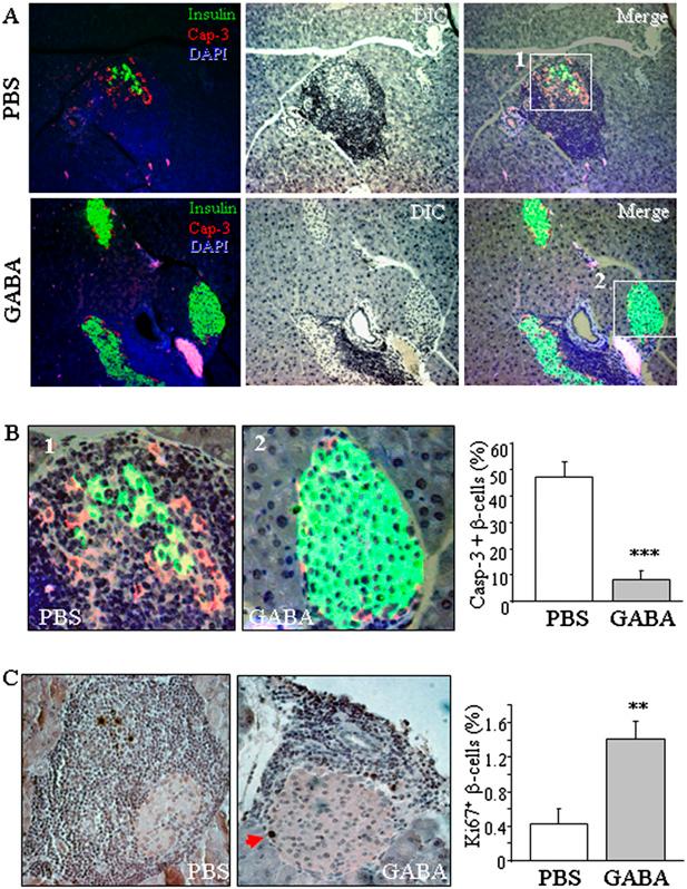 Fig. S2. GABA suppresses apoptosis and enhances proliferation of β-cells in NOD mice.