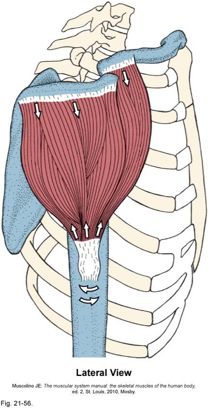 Arm Muscle: deltoid (posterior, middle, and