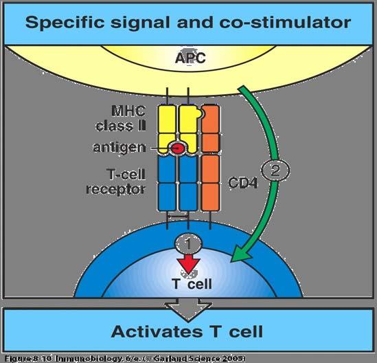 T Cell Activation