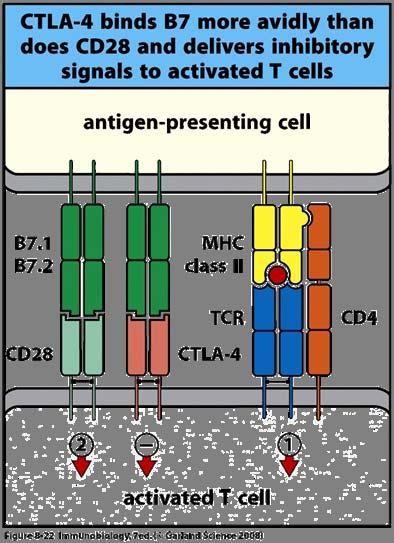 T Cell-expressed