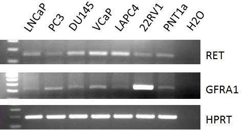 Figure 3. Expression of RET and GFRA1 mrna by RT-PCR in PCa cells. HPRT is a RT control Figure 4. Expression of RET by PCa cell lines. Western blot with anti-ret antibody is shown.