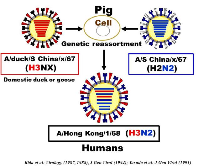 ) Domestic duck Pond Virus shedding Genetic reassortment AAsian67 (H2N2)