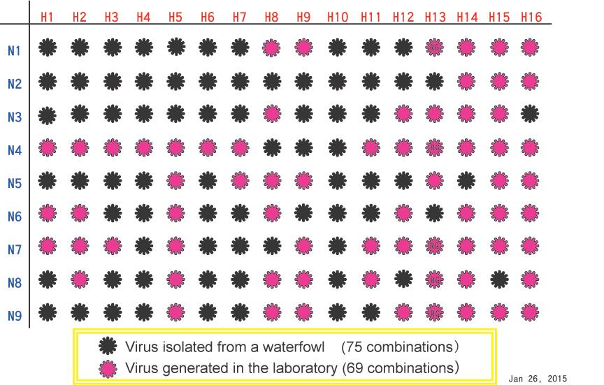 Library of vaccine strain candidates Influenza viruses of 75 combinations of the HA and NA subtypes have been isolated from fecal samples of ducks in Alaska, Siberia, Mongolia, Taiwan, China, and