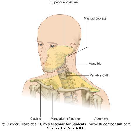 The Neck is the region of