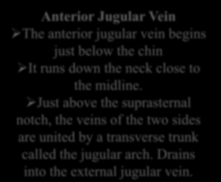 Anterior Jugular Vein The anterior jugular vein begins just below the