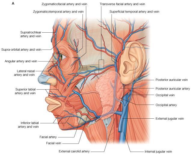 Superficial Temporal Vein The superficial temporal vein is formed on the side of the scalp enters the parotid salivary gland, where