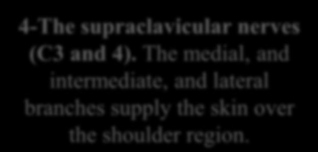1-SKIN Cutaneous nerves of the neck The first cervical nerve has no cutaneous branch.