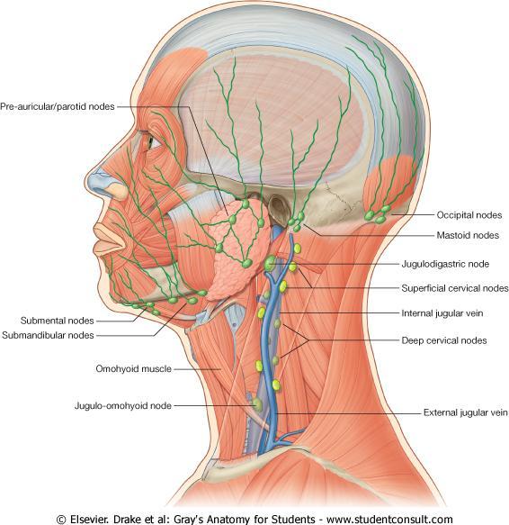 Superficial lymph nodes of the face and scalp Five groups of superficial lymph nodes form a ring around the head Responsible for