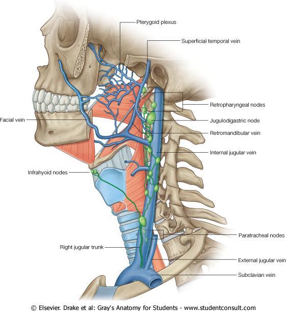 The deep cervical nodes are